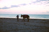Horsecycle BTS